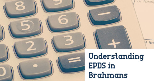 Understanding EPDs In Brahman Cattle B R Cutrer Inc 